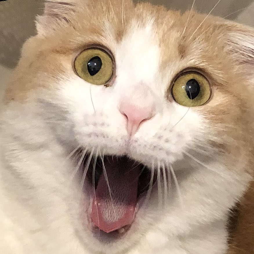 洗濯カゴに入ってたのがバレた猫みて…… 