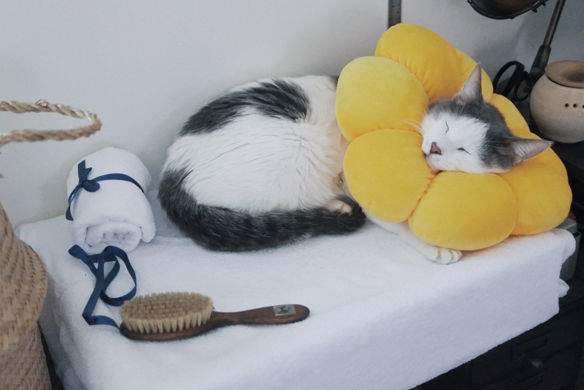 エリザベスカラーだと傷口擦っちゃうので、ポンデリングみたいなやつに代えたら枕にして寝てる 