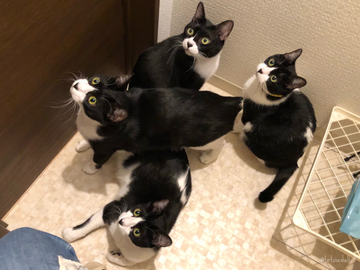 性別、模様、体型、尻尾の形は違うけど、揃うと「分裂したんか