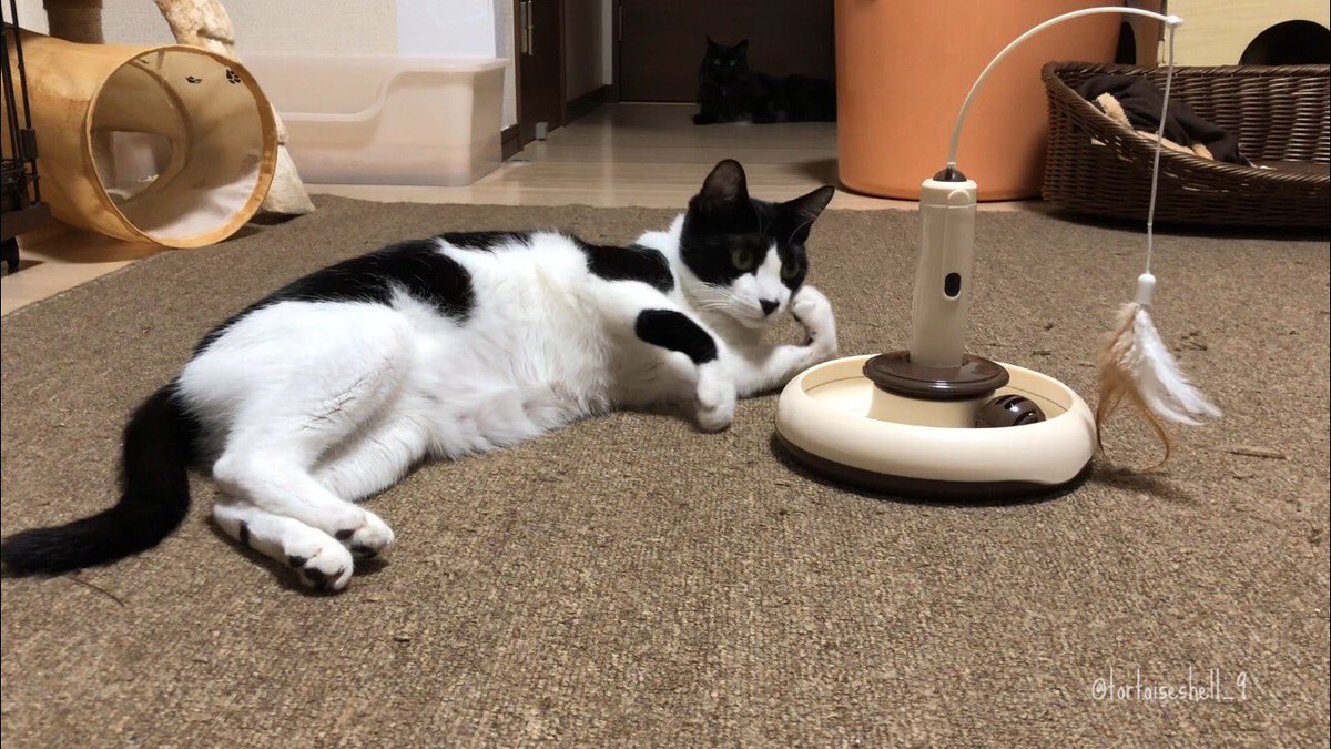 自動で動く新しいオモチャを買ってきたんですけど、「ぼくをウズウズさせることができるか、きみの実力を見せてもらおうか」みたいな雰囲気でなんだか緊張してる