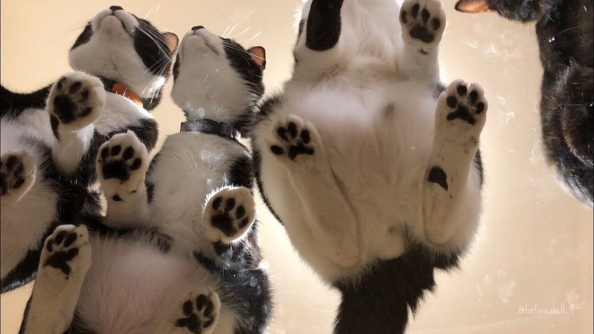 「どうしても見たい」「たくさんの肉球を」そんなちっぽけな望みを叶えるためだけにガラステーブルを買った