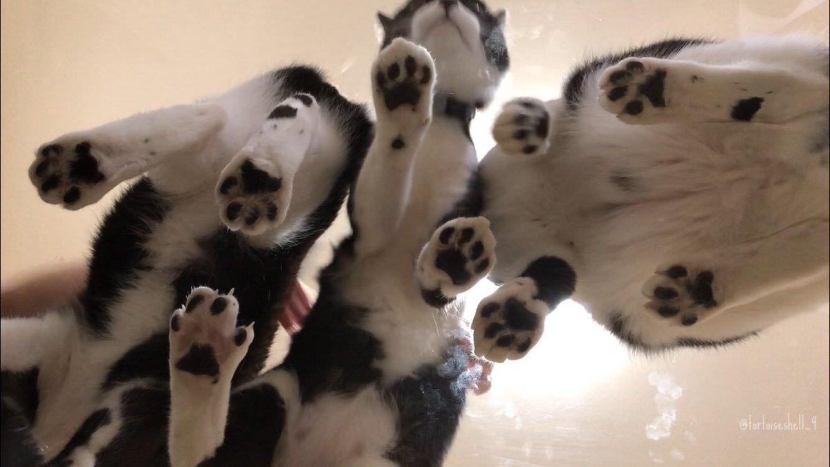 「どうしても見たい」「たくさんの肉球を」そんなちっぽけな望みを叶えるためだけにガラステーブルを買った