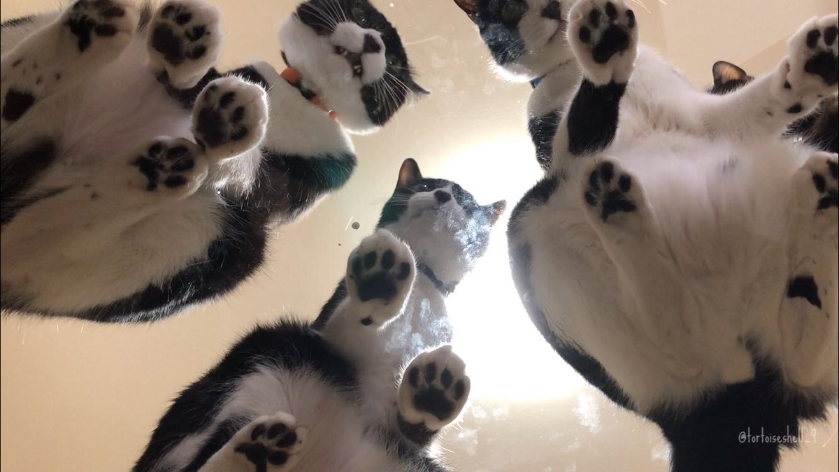 「どうしても見たい」「たくさんの肉球を」そんなちっぽけな望みを叶えるためだけにガラステーブルを買った