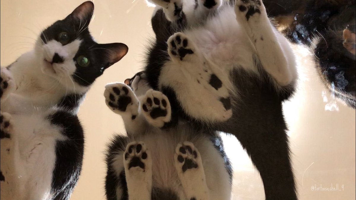 「どうしても見たい」「たくさんの肉球を」そんなちっぽけな望みを叶えるためだけにガラステーブルを買った