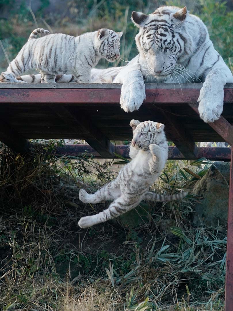 あっ 落としてもうた #ホワイトタイガー #whitetiger #伊豆アニマルキングダム 