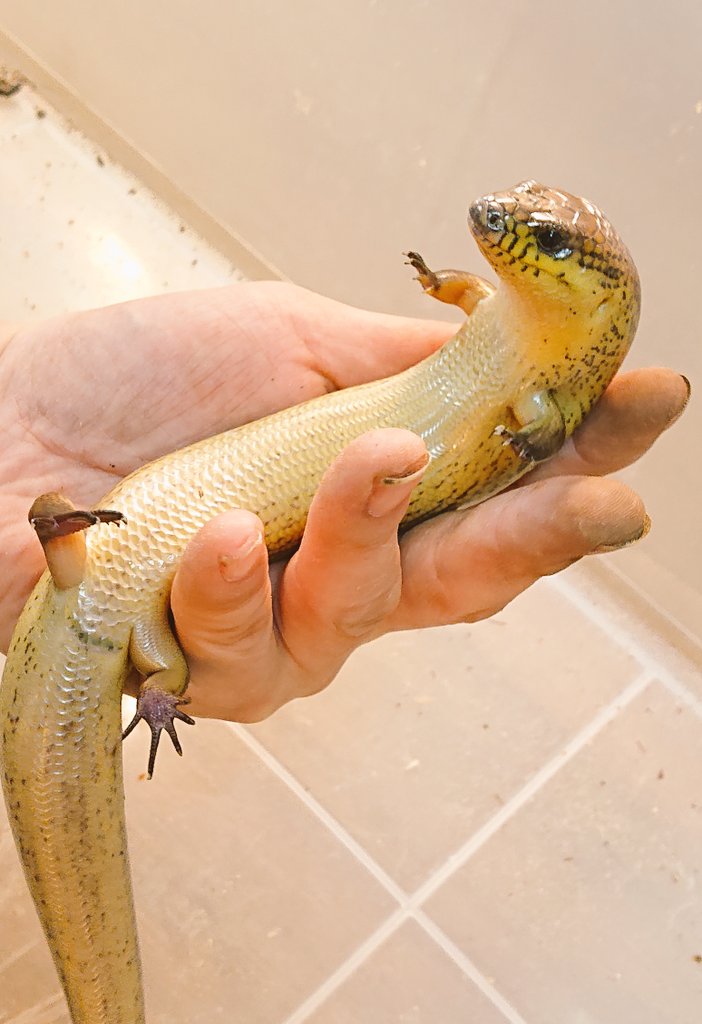 フトミモダエトカゲの愛らしいショット 普段は引っ込みがちな分可愛がってやったd(^-^) 