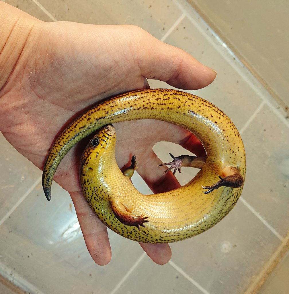 フトミモダエトカゲの愛らしいショット 普段は引っ込みがちな分可愛がってやったd(^-^) 