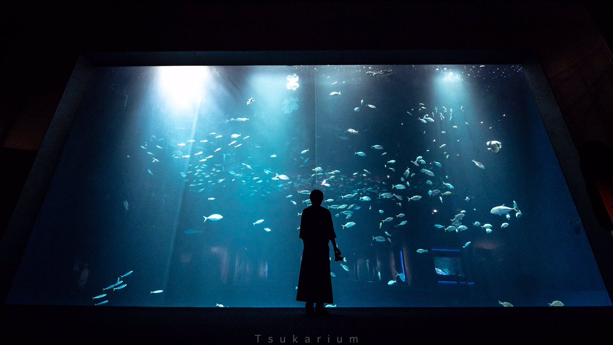 四国水族館は水槽そのものの美しさも楽しめる水族館 
