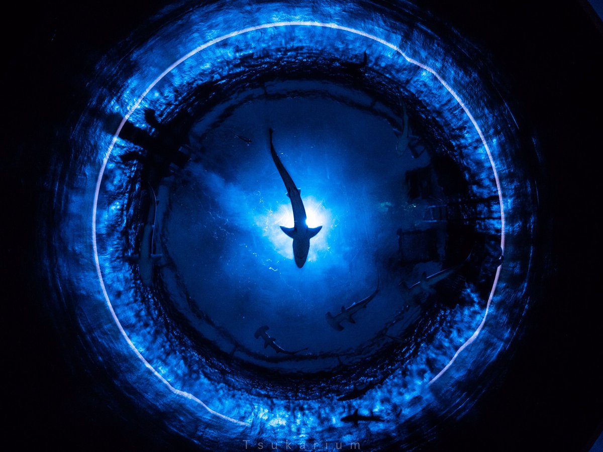 四国水族館は水槽そのものの美しさも楽しめる水族館 