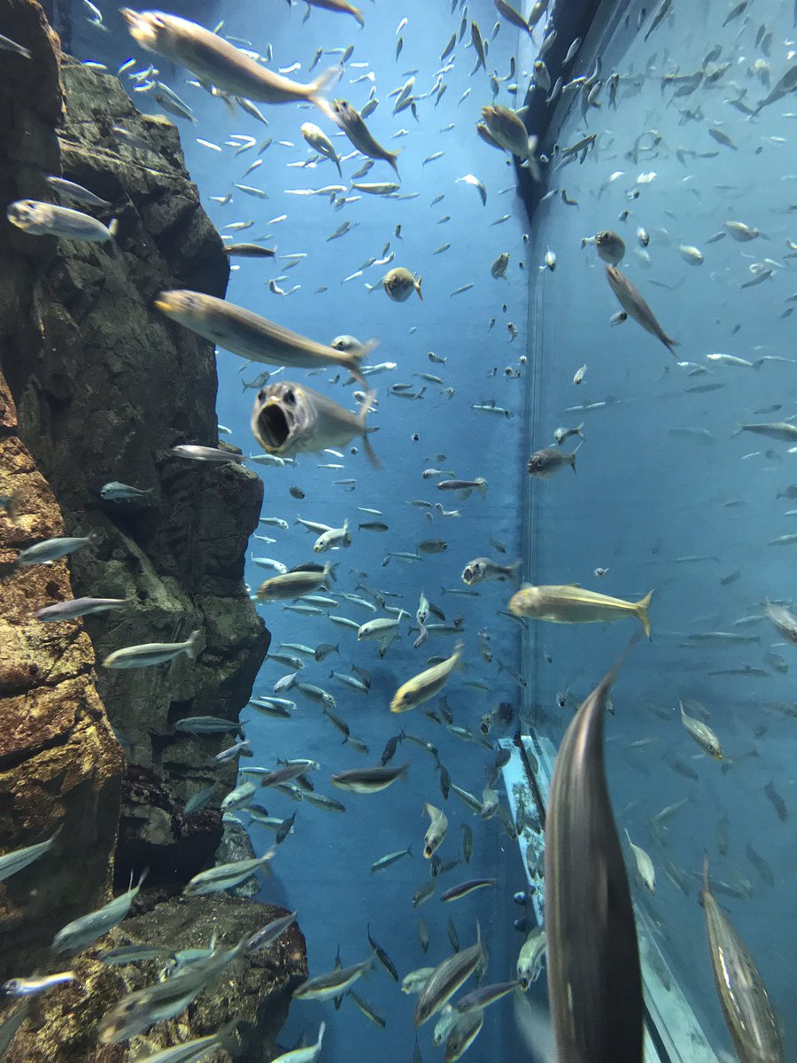 イワシの群れを正面から連写してたら祓われた悪霊みたいなのが写り込んでてビックリした 