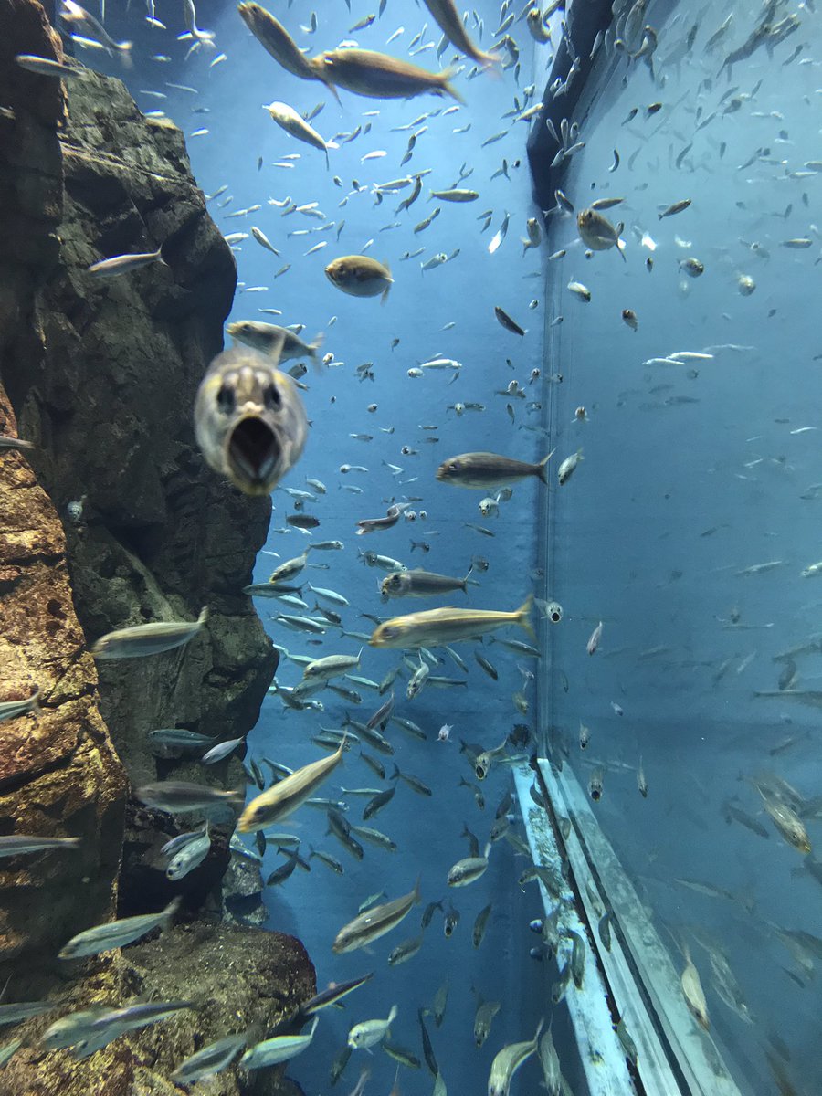 イワシの群れを正面から連写してたら祓われた悪霊みたいなのが写り込んでてビックリした 