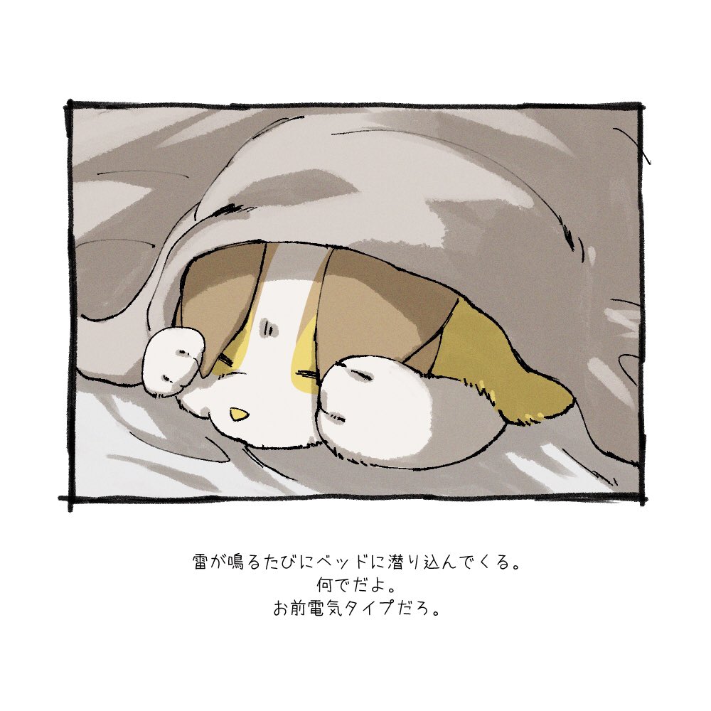 ワンパチと暮らしている人の呟き  #ポケモンと生活 