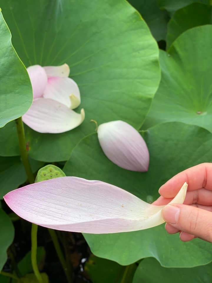これを型どって中華のスプーンをレンゲ、蓮華という