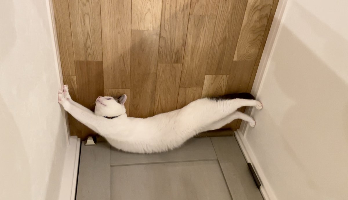 忍者が天井に張り付いてた 