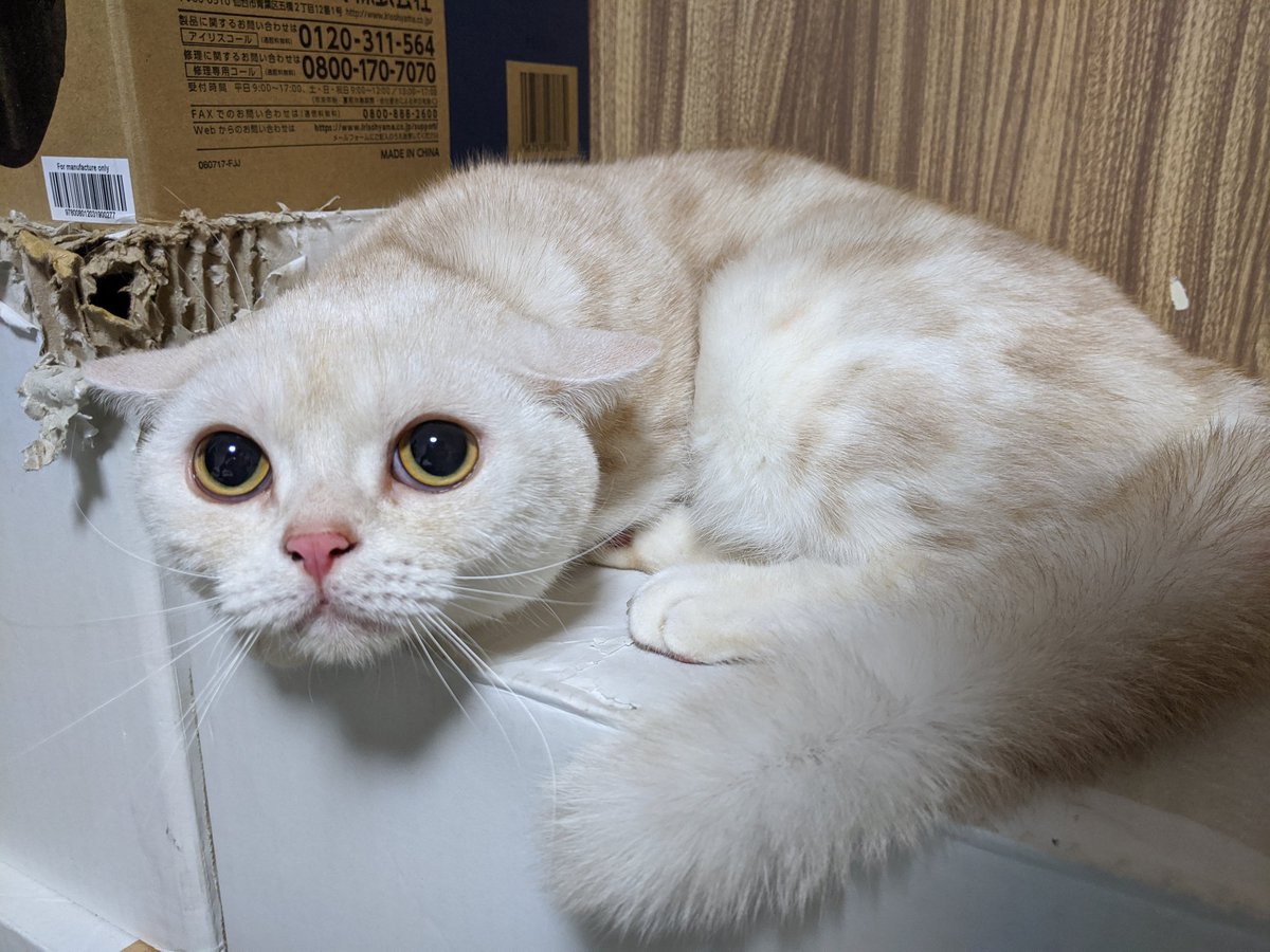 これは昨晩の雨&雷にビビリまくり別の生き物と化した猫