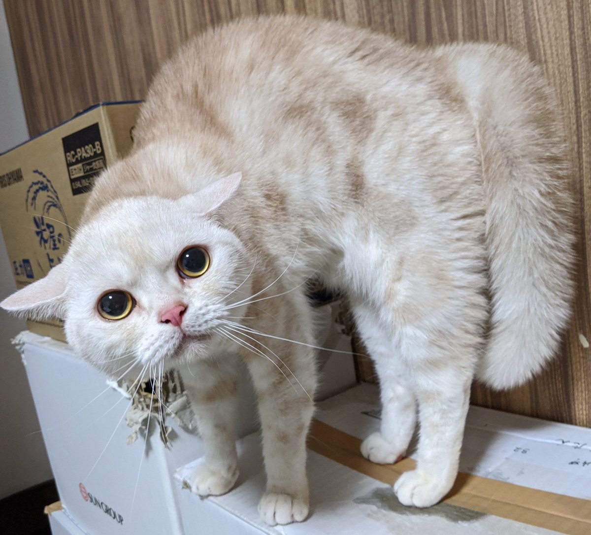 これは昨晩の雨&雷にビビリまくり別の生き物と化した猫