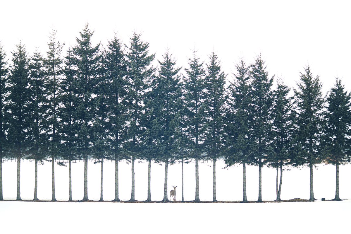 絵に描いたような写真が北海道で撮れた。 