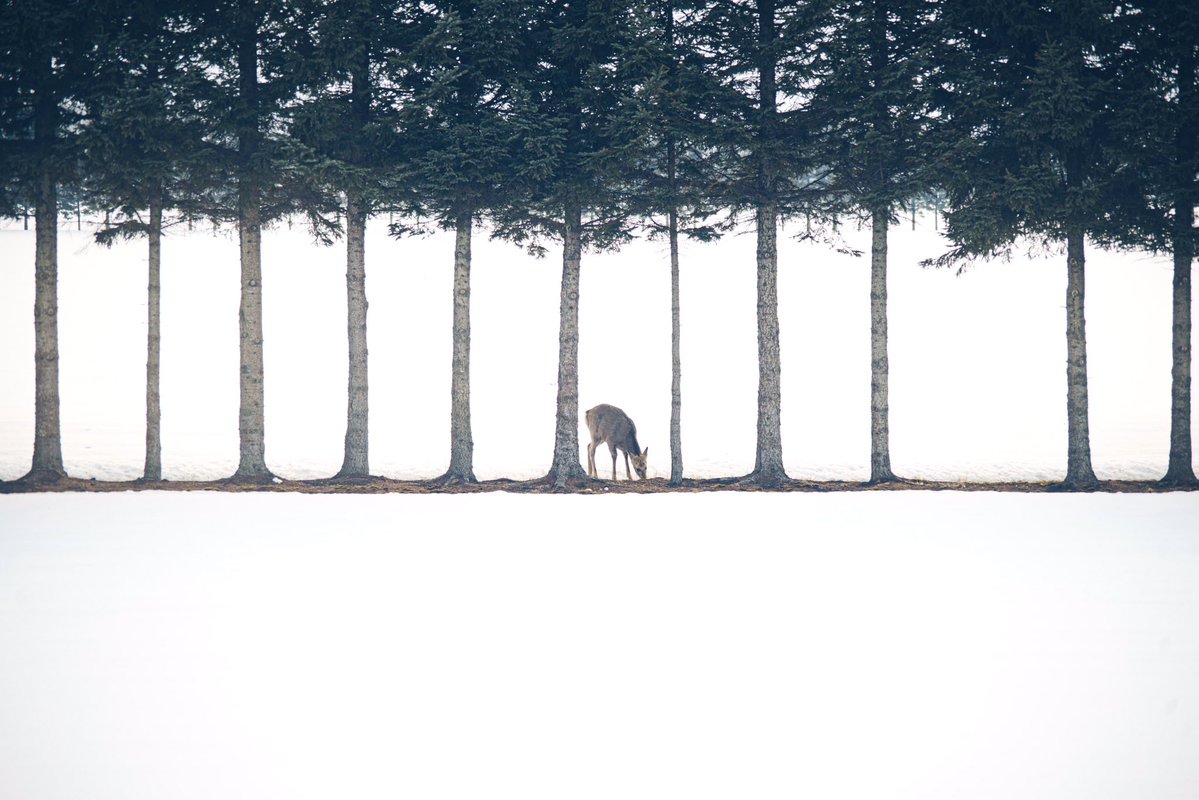 絵に描いたような写真が北海道で撮れた。 