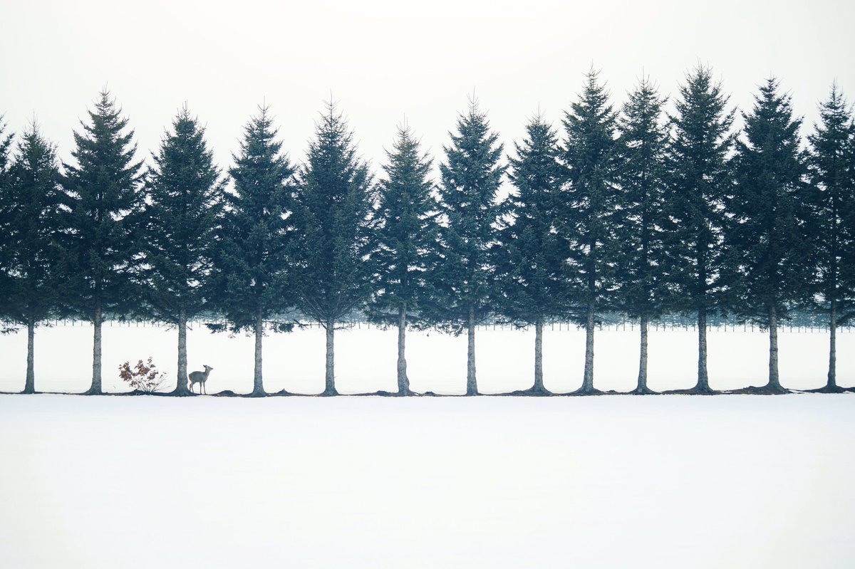 絵に描いたような写真が北海道で撮れた。