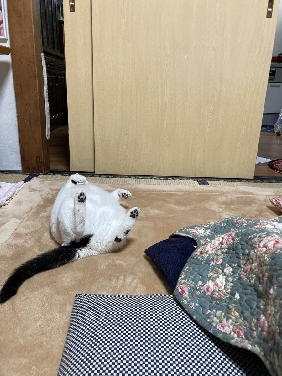 コタツが熱かったらしいおキャット様 