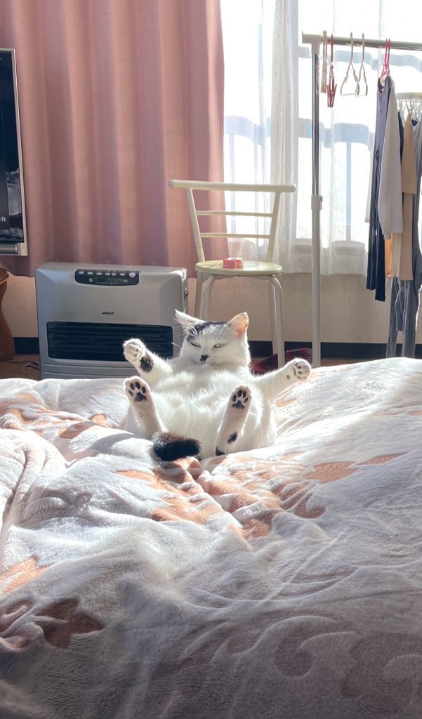 #これでフォロワーさん増えました  基本落ちてるおキャット様 