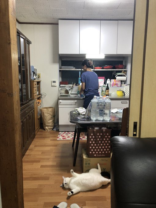 #これでフォロワーさん増えました  基本落ちてるおキャット様 