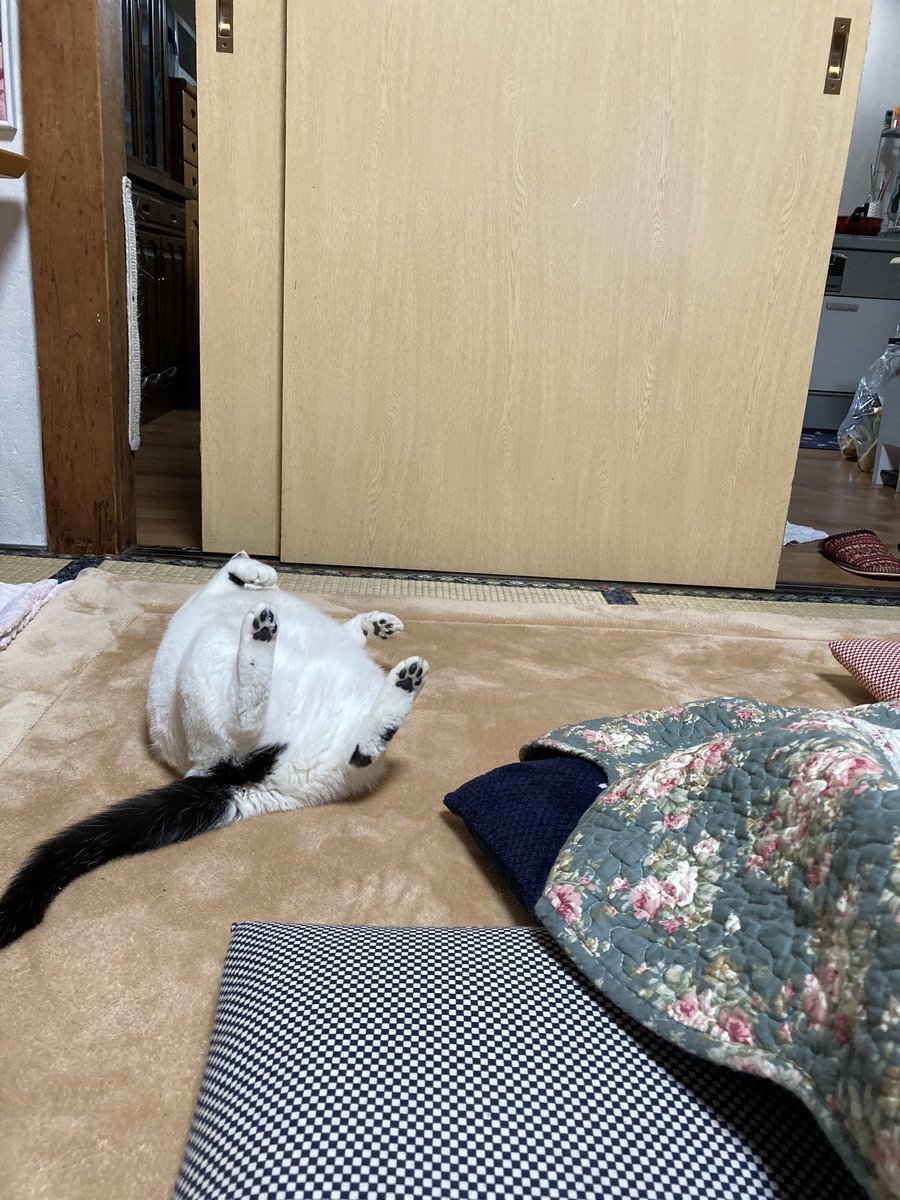 #これでフォロワーさん増えました  基本落ちてるおキャット様 