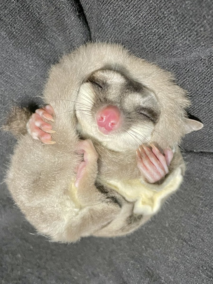 気持ちよく寝てらっしゃる つゆ氏。 しっぽﾏｷﾏｷしている。 