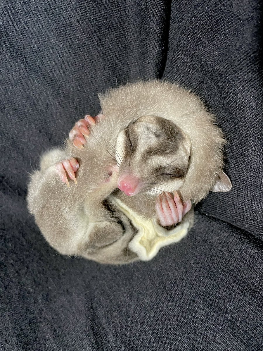 気持ちよく寝てらっしゃる つゆ氏。 しっぽﾏｷﾏｷしている。 