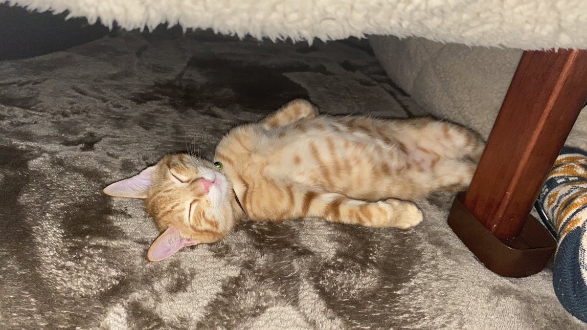 炬燵で丸くなる生き物と 聞いていたのですが 