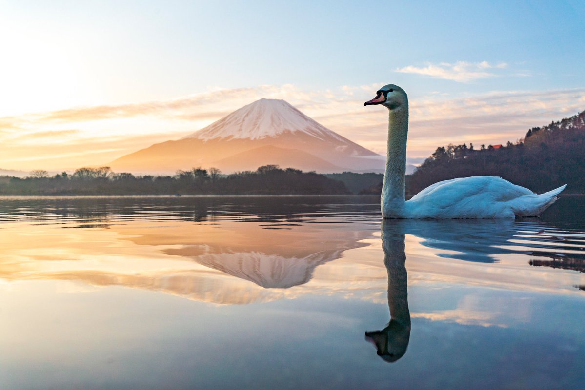 あるーひ、湖のそばで、せっせと逆さ富士を撮っていると、右から左へと大きな白鳥がどんぶらこっこ〜どんぶらこっこ〜と流れてきました