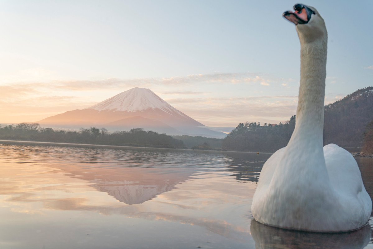 あるーひ、湖のそばで、せっせと逆さ富士を撮っていると、右から左へと大きな白鳥がどんぶらこっこ〜どんぶらこっこ〜と流れてきました