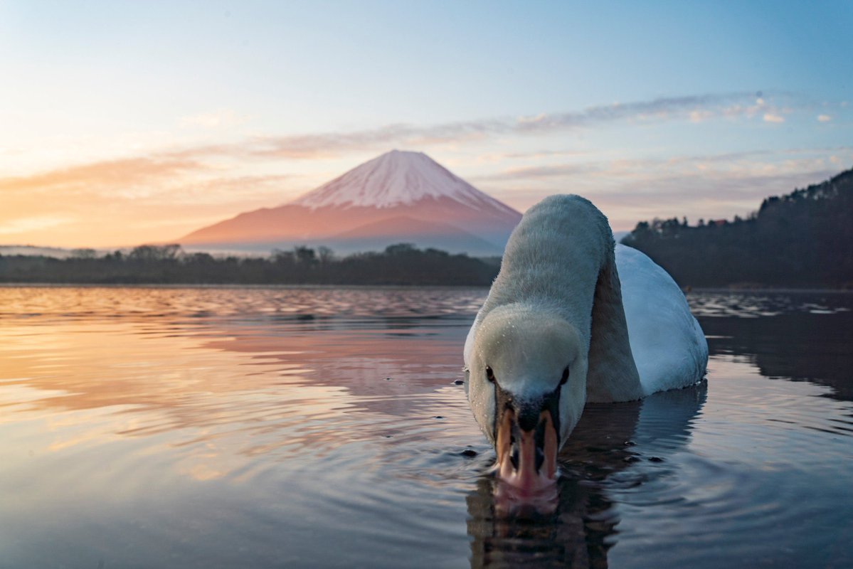 あるーひ、湖のそばで、せっせと逆さ富士を撮っていると、右から左へと大きな白鳥がどんぶらこっこ〜どんぶらこっこ〜と流れてきました