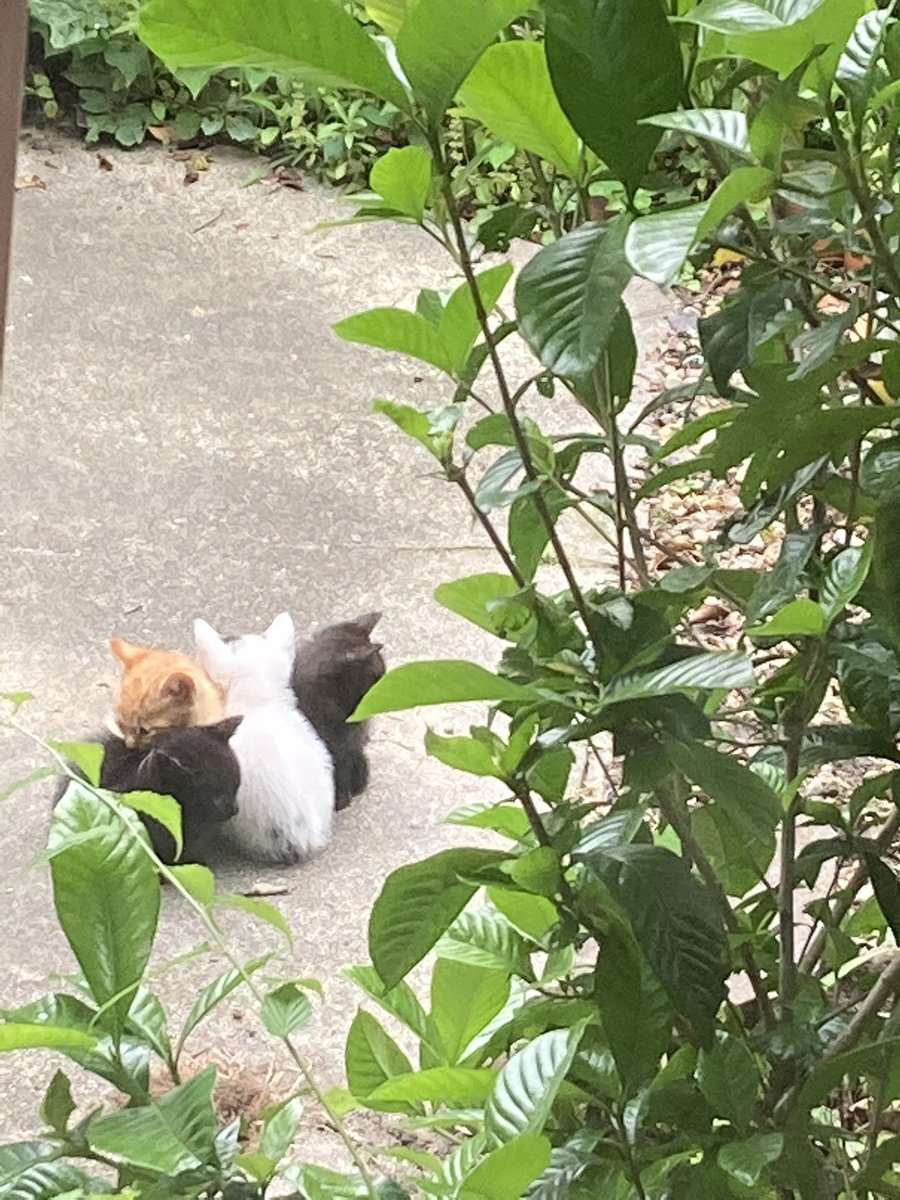 玄関前に猫団子。 びっくりさせないように家の中からそーっと撮る。 