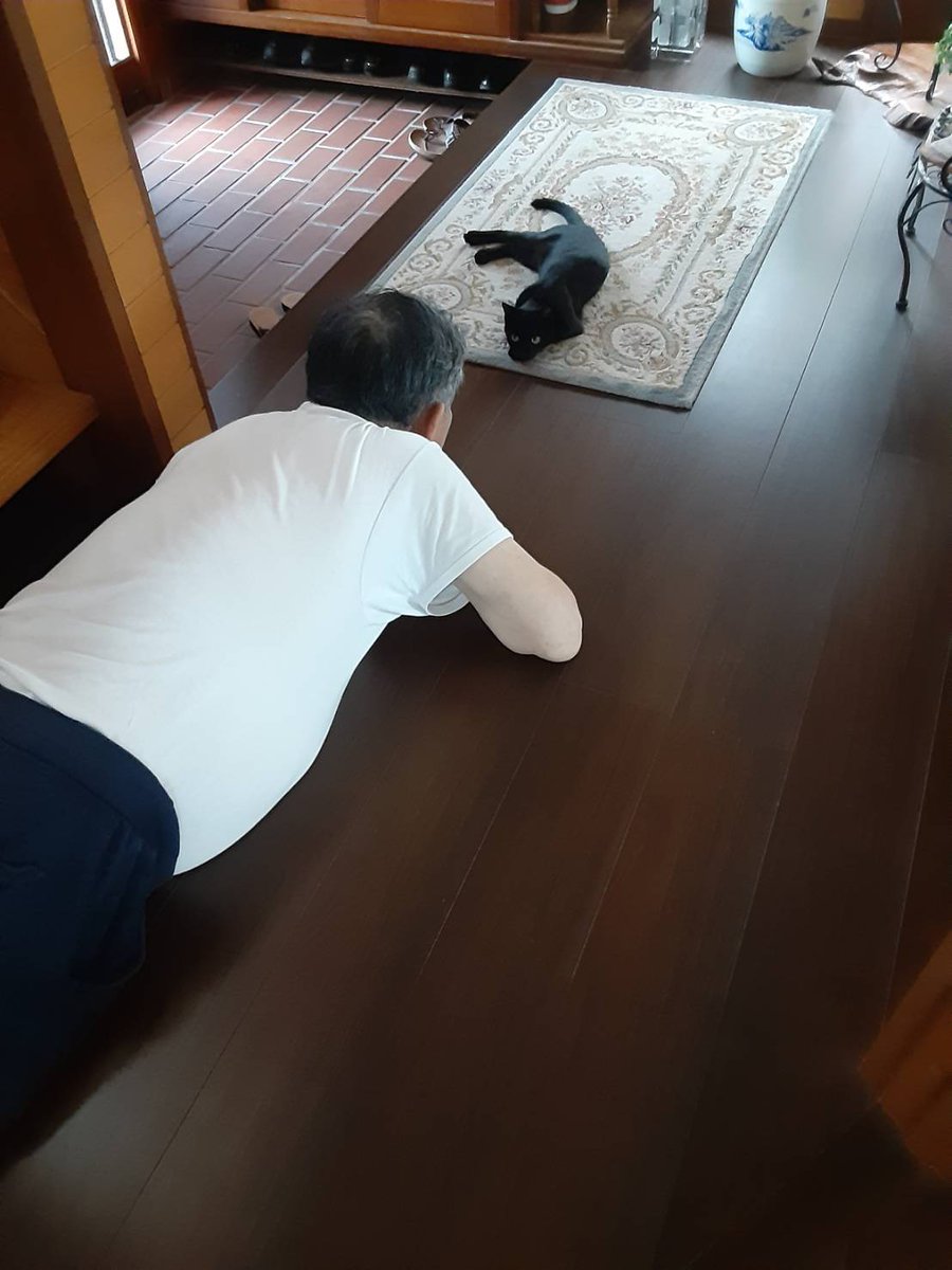 定年間際にカラスにつつかれてる所を親父が拾ってきた猫