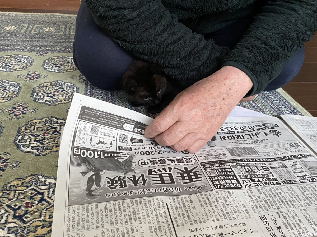 新聞を一緒に見るのが、親父と猫の日課になってて不思議 