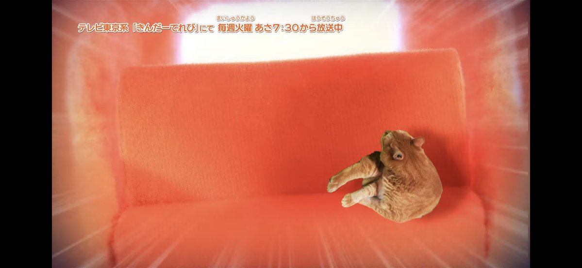 モルカーの3話で｢ねこがもみくちゃにされてるシーン一時停止したらくつろいでいるポーズしかなくて笑った｣みたいなコメントあって、見てみたらマジでくつろぎまくっててほっこりした 