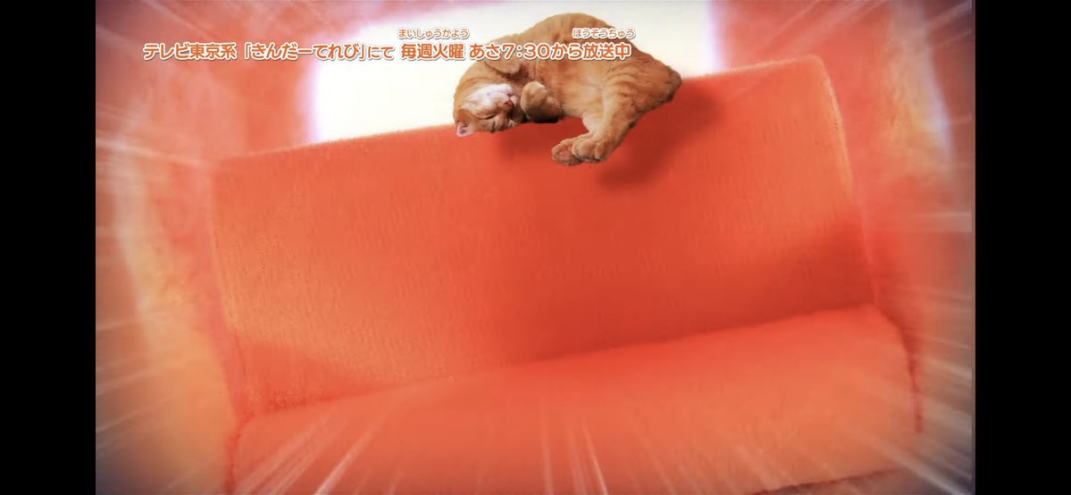 モルカーの3話で｢ねこがもみくちゃにされてるシーン一時停止したらくつろいでいるポーズしかなくて笑った｣みたいなコメントあって、見てみたらマジでくつろぎまくっててほっこりした 