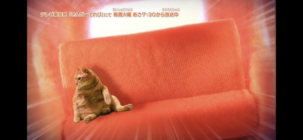 モルカーの3話で｢ねこがもみくちゃにされてるシーン一時停止したらくつろいでいるポーズしかなくて笑った｣みたいなコメントあって、見てみたらマジでくつろぎまくっててほっこりした 