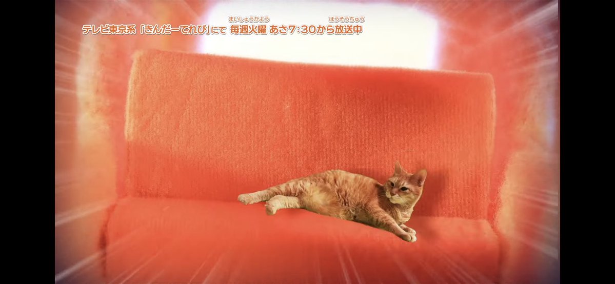 モルカーの3話で｢ねこがもみくちゃにされてるシーン一時停止したらくつろいでいるポーズしかなくて笑った｣みたいなコメントあって、見てみたらマジでくつろぎまくっててほっこりした 