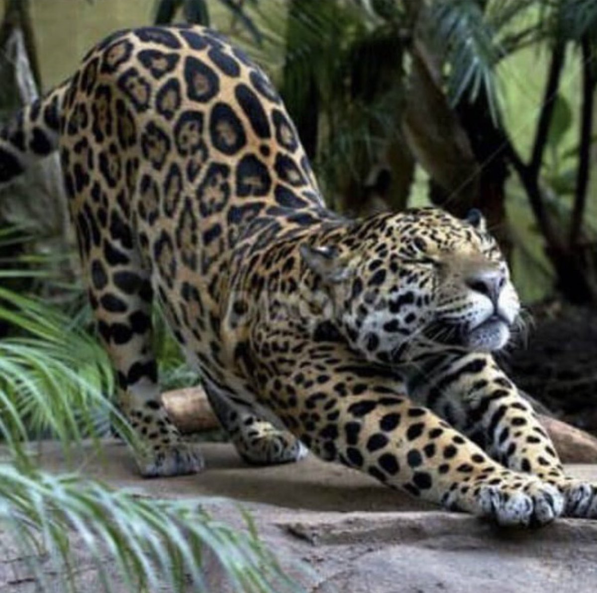 体の大きさは違えどちゃんと猫 