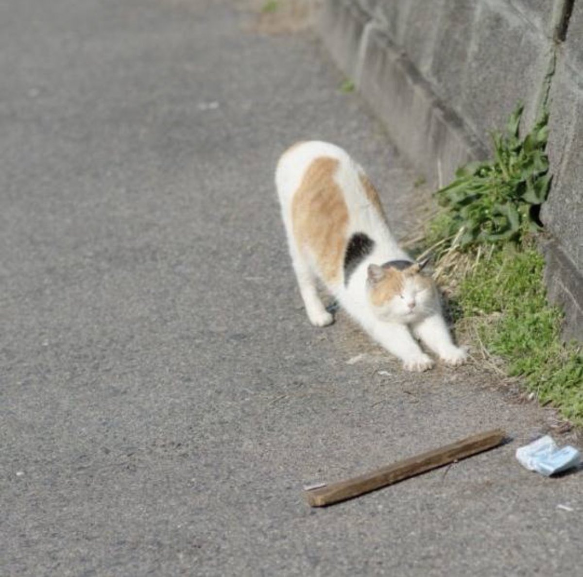 体の大きさは違えどちゃんと猫 