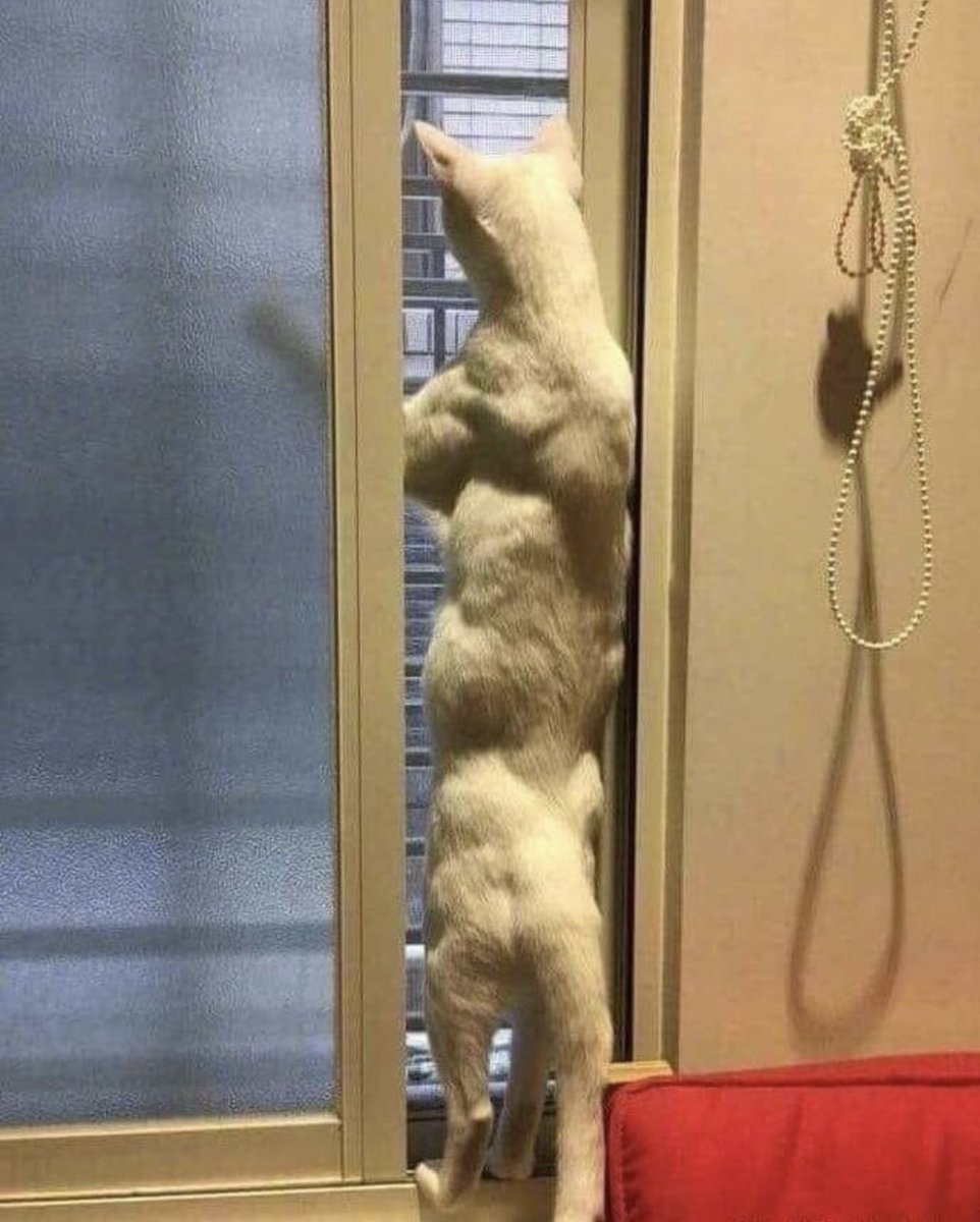 筋肉質すぎる猫、現る 