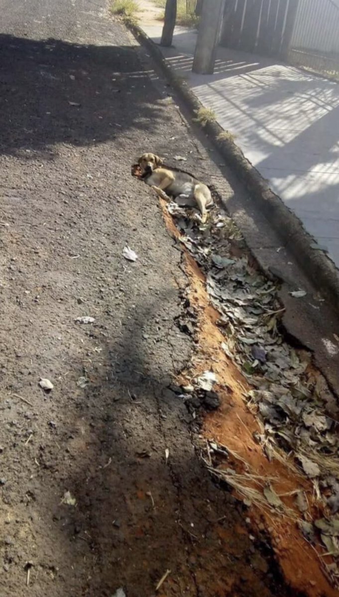 敵に殴られた犬と身体を重くされた猫 