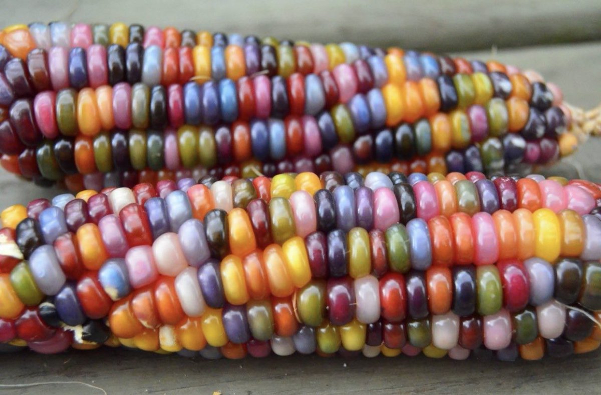 カラフルで宝石のような見た目をしたトウモロコシの一種、「グラスジェムコーン」 