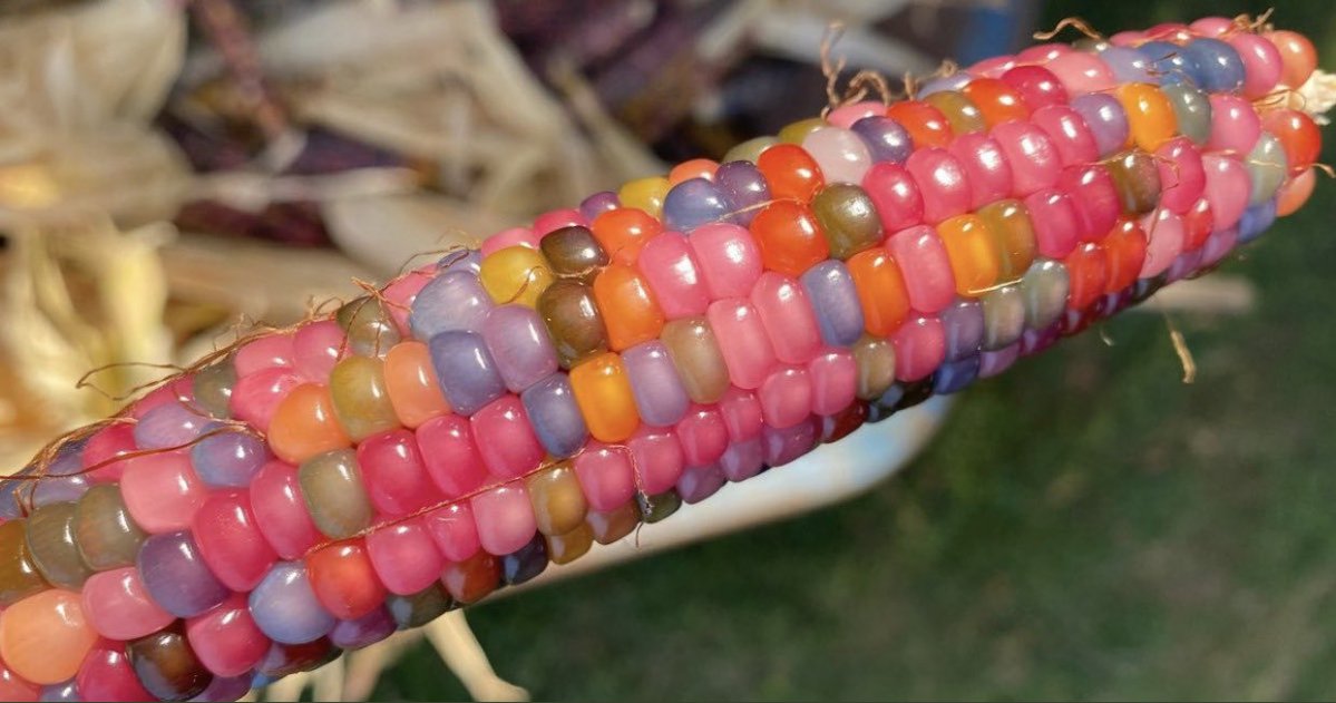 カラフルで宝石のような見た目をしたトウモロコシの一種、「グラスジェムコーン」 