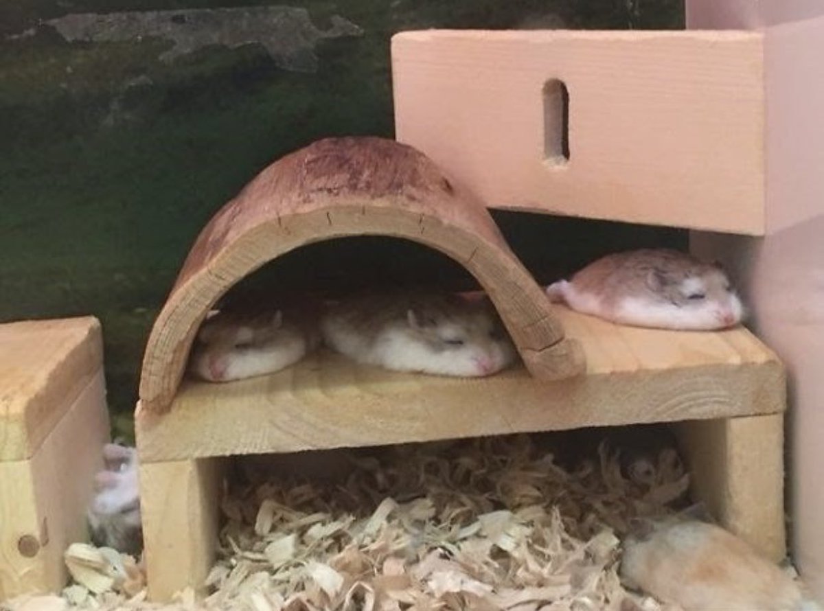 どう見ても溶けてる動物達、可愛すぎる。 