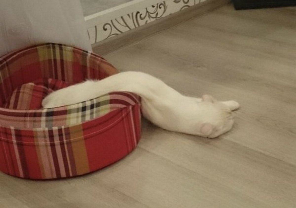 どう見ても溶けてる動物達、可愛すぎる。 