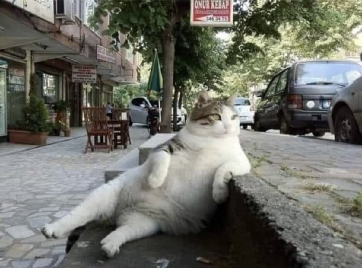 トルコの店前の階段で毎日のように同じポーズを取っていた猫、亡くなった後同じ場所に記念碑が建てられ話題に 