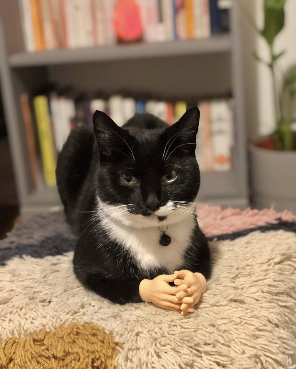 めちゃくちゃ話聞いてくれそうな猫 